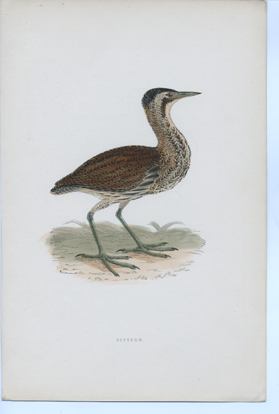 Antique bird prints by F.O. Morris Antique bird prints by F.O. Morris